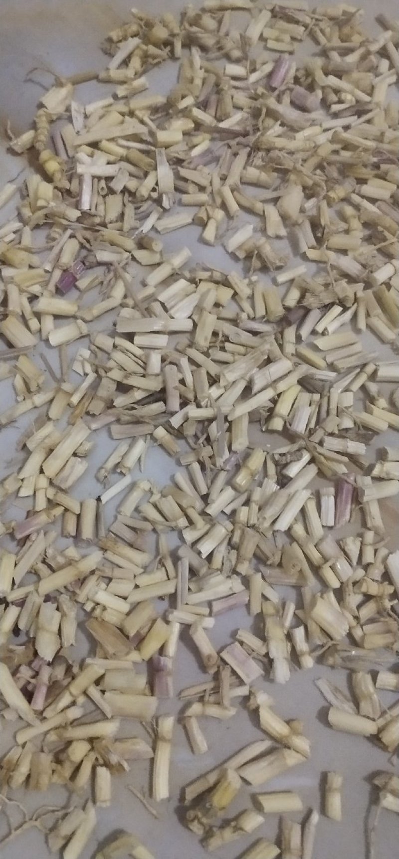 白茅根