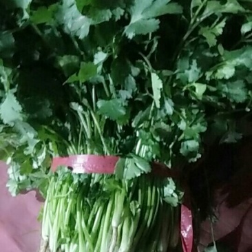 大叶香菜