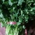 大叶香菜