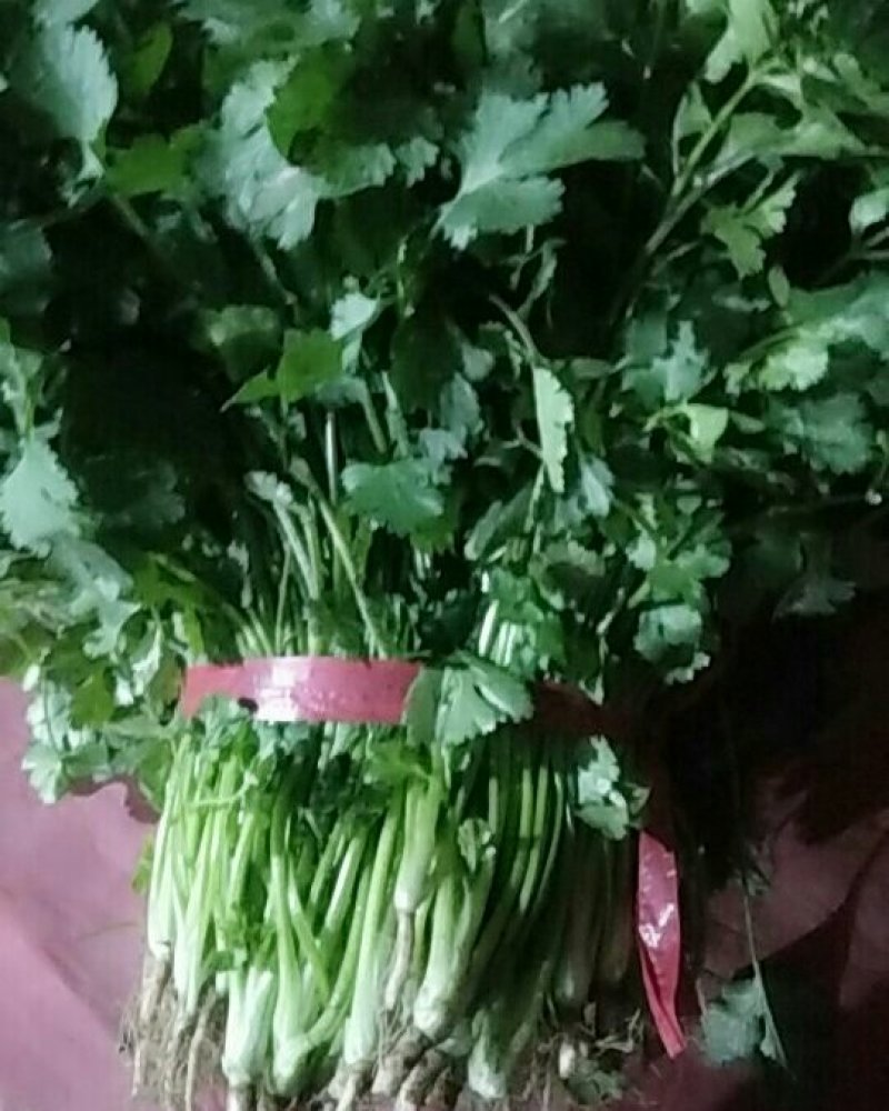 大叶香菜