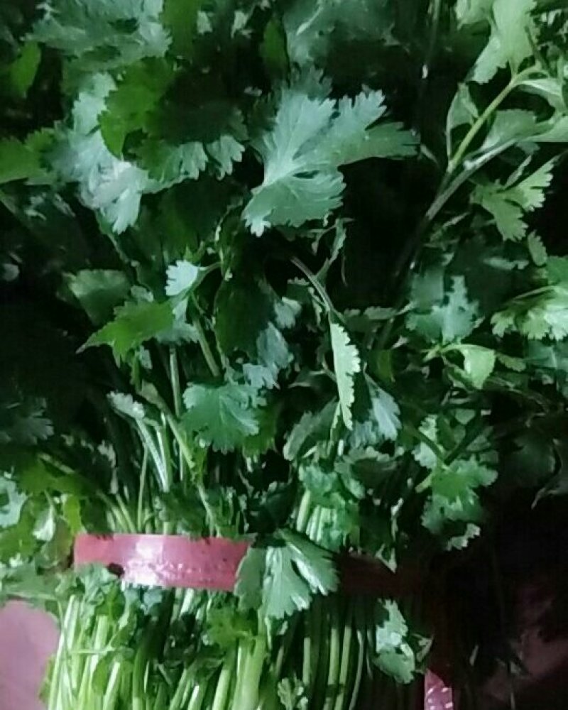 大叶香菜