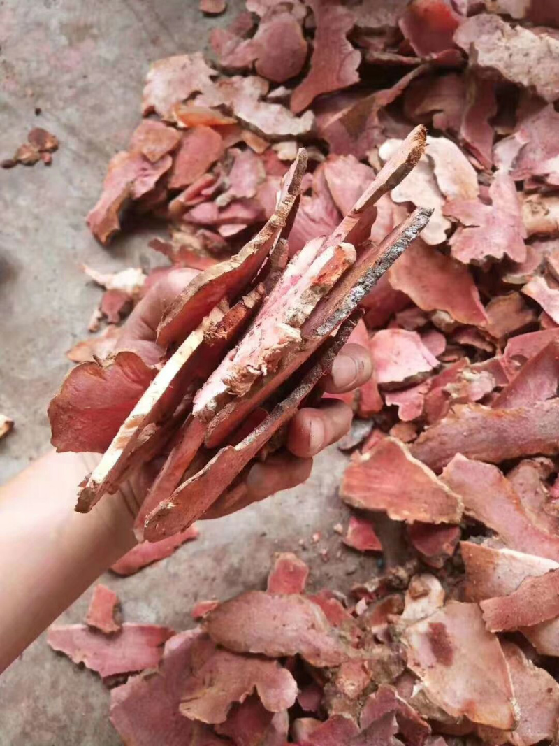 土茯苓