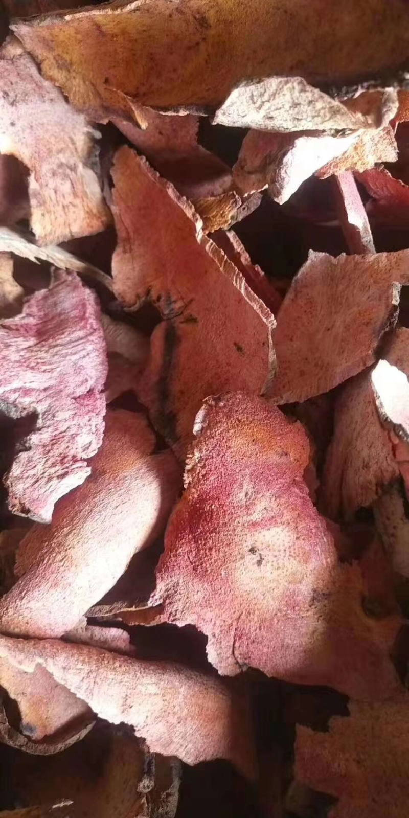 土茯苓