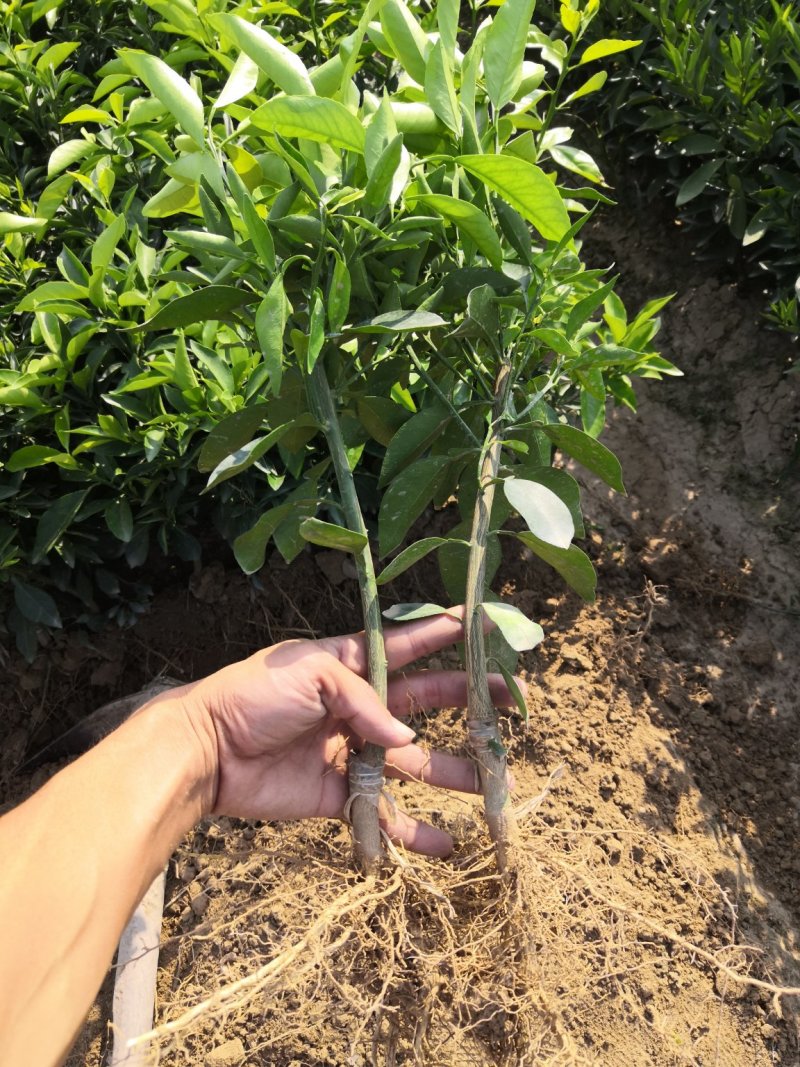 无籽沃柑苗，红美人柑苗发货了