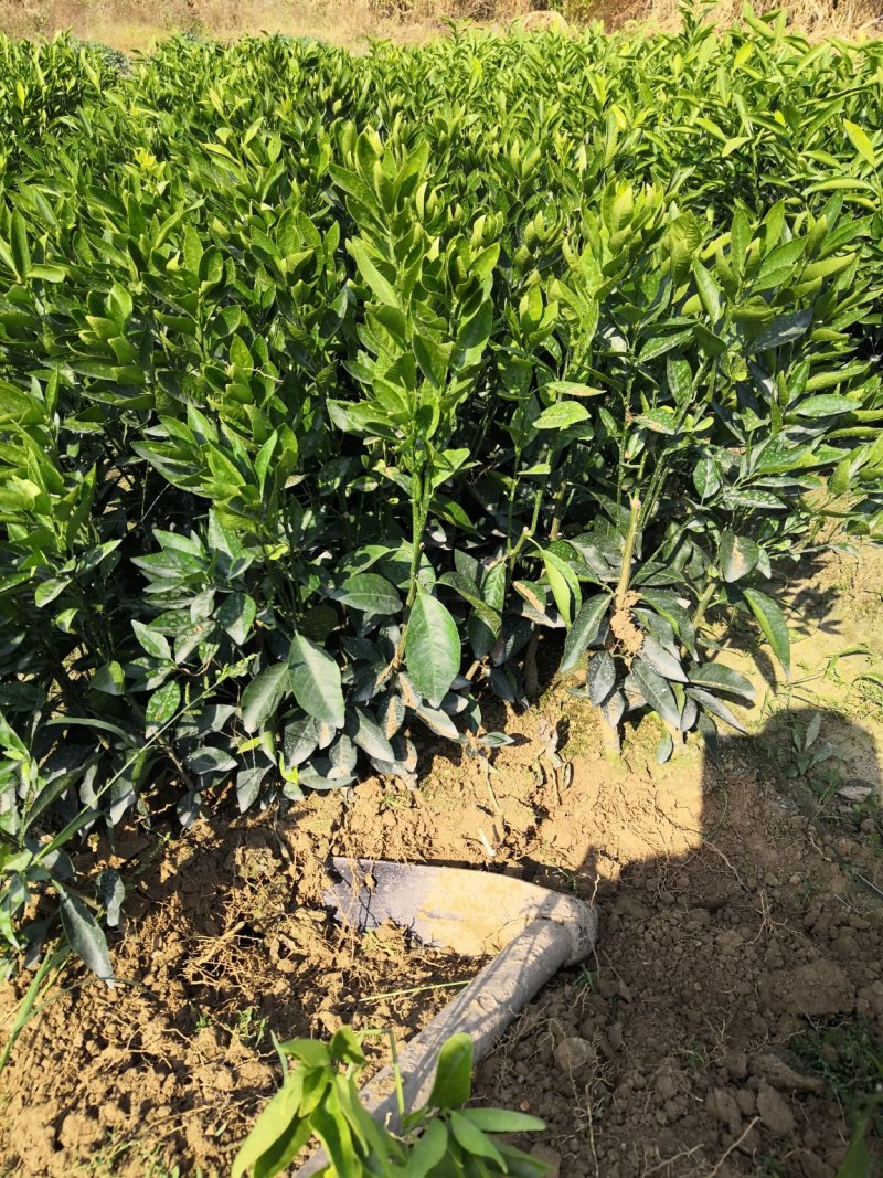 无籽沃柑苗，红美人柑苗发货了