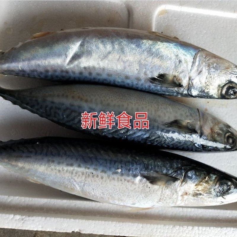 新鲜冷冻青条鱼青占鱼鲅鱼一箱20斤左右饭店食堂快餐食材【