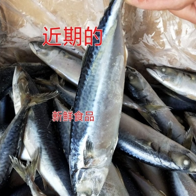 新鲜冷冻青条鱼青占鱼鲅鱼一箱20斤左右饭店食堂快餐食材【