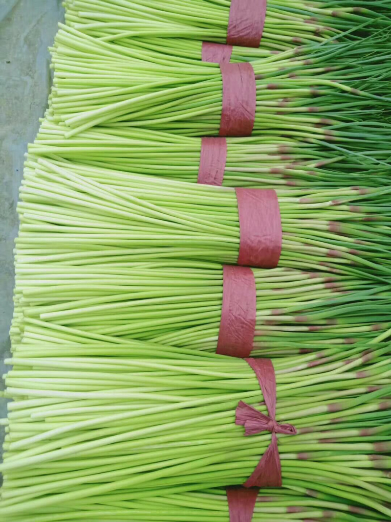 蒜台，山东聊城大张蒜苔，冷库蒜台，，，，，，，