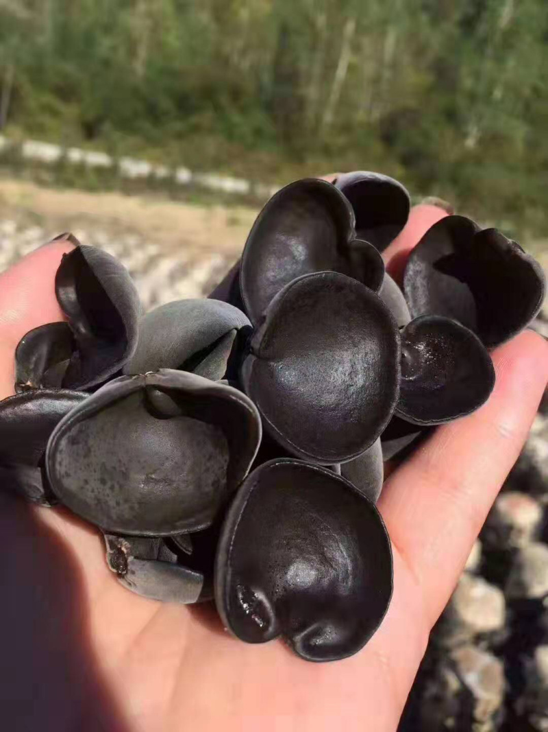 精选新货东北黑木耳敢比质量和价格对接电商地摊质忧价优诚信