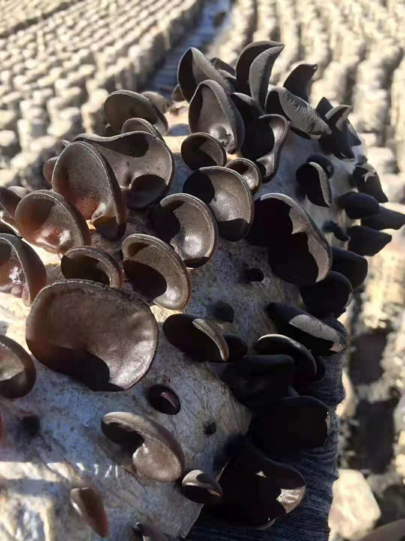 精选新货东北黑木耳敢比质量和价格对接电商地摊质忧价优诚信