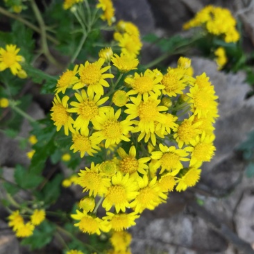 山菊花种苗