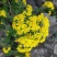 山菊花种苗