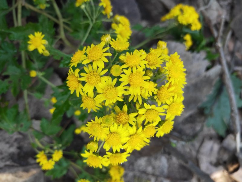 山菊花种苗