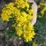 山菊花种苗