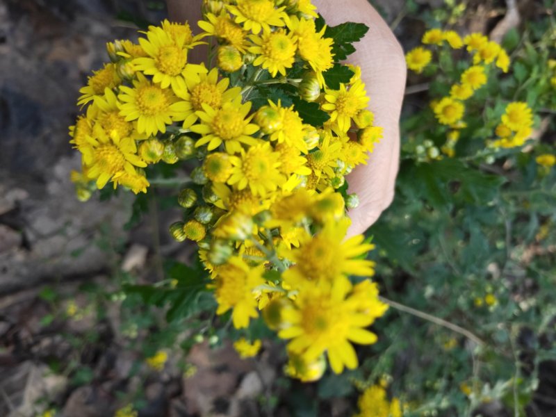 山菊花种苗