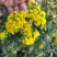 山菊花种苗