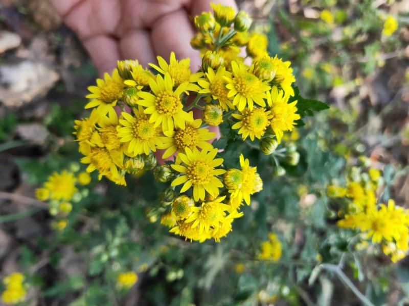山菊花种苗