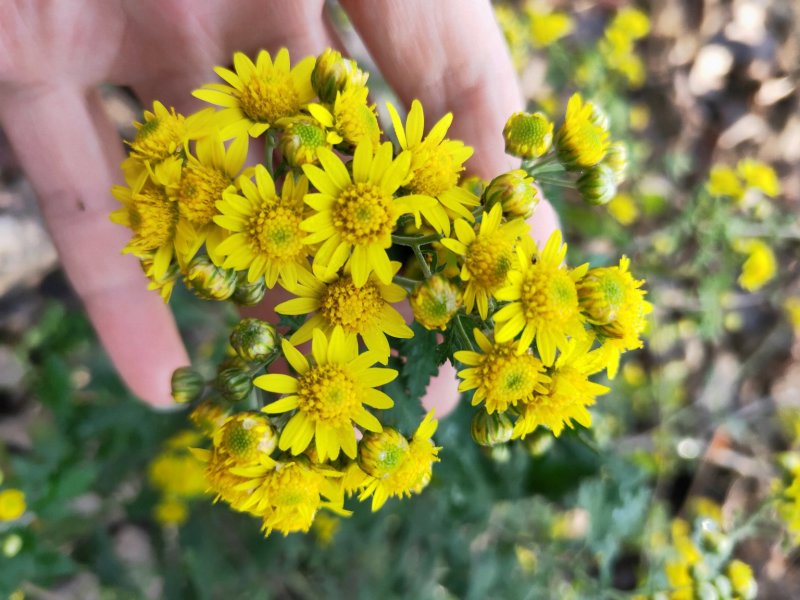 山菊花种苗