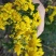 山菊花种苗