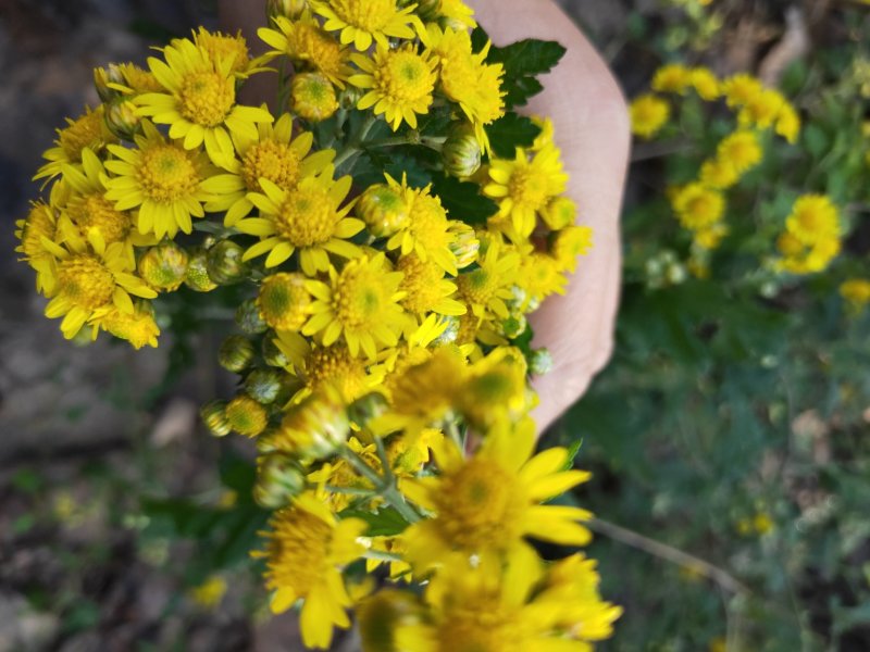 山菊花种苗