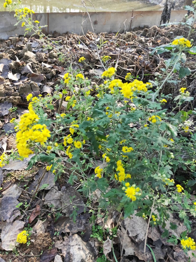 山菊花种苗