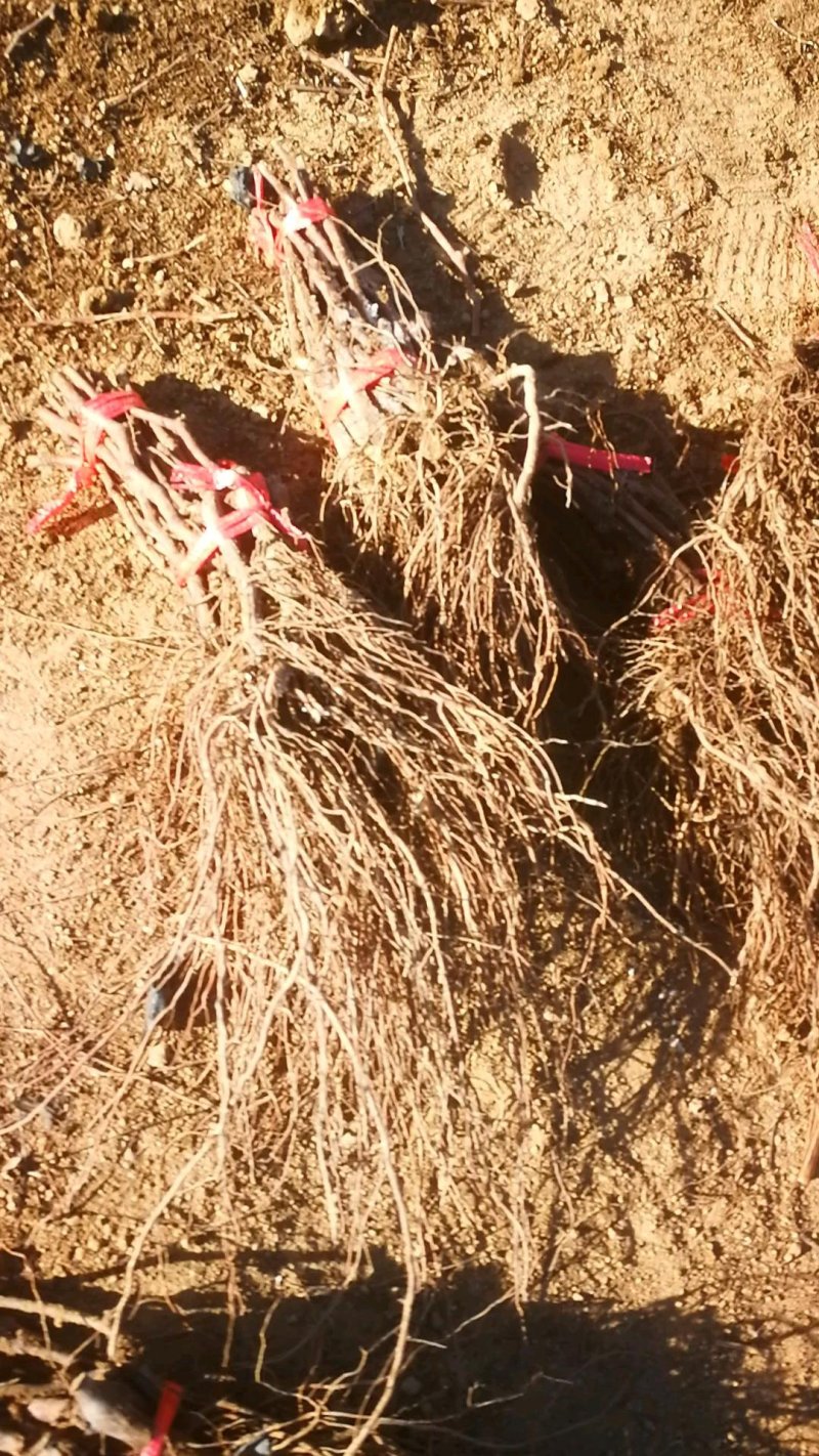 巨峰葡萄苗昌黎葡萄苗基地直发保证质量包成活