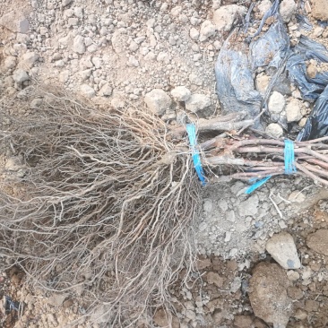 巨峰葡萄苗昌黎葡萄苗基地直发保证质量包成活
