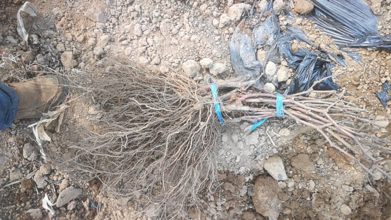 巨峰葡萄苗昌黎葡萄苗基地直发保证质量包成活