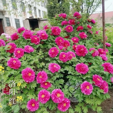 洛阳牡丹，多年生牡丹树