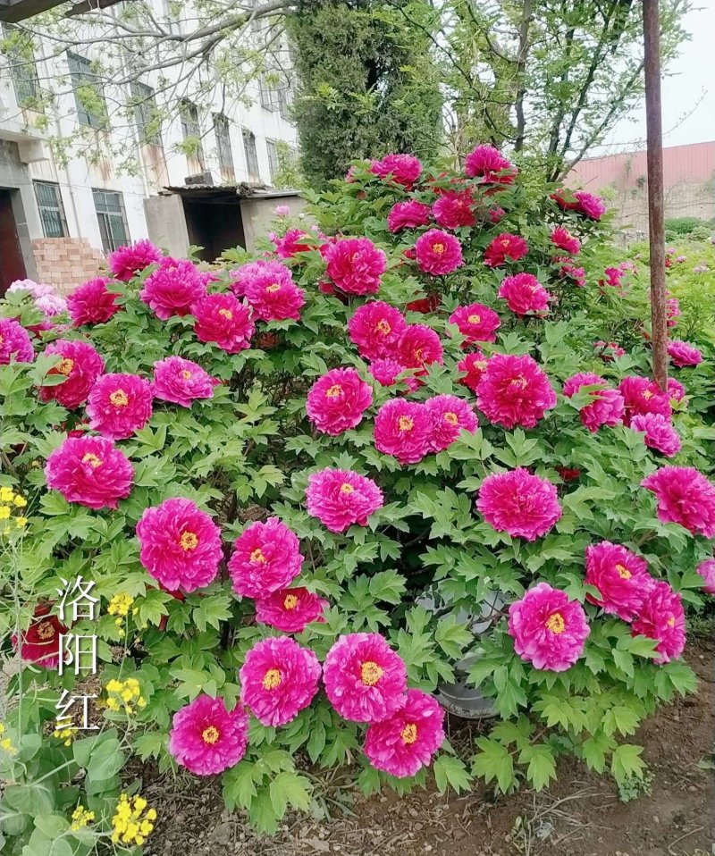 洛阳牡丹，多年生牡丹树