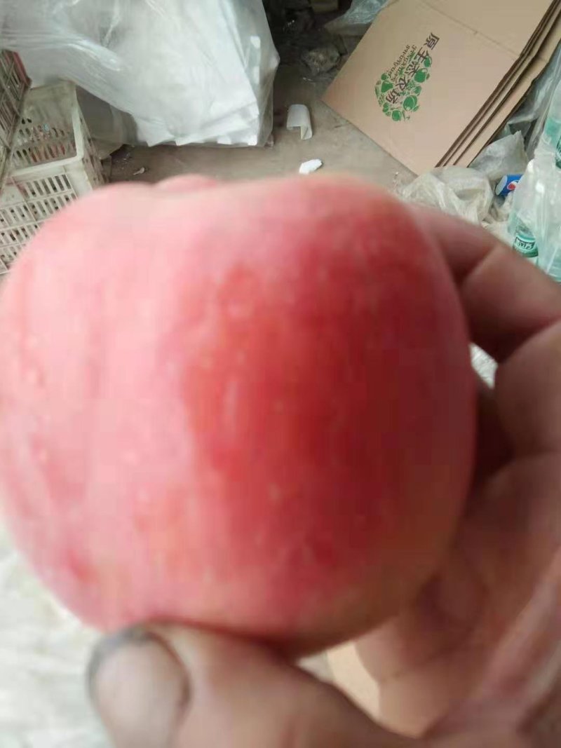 虞城红富士苹果大量上市，有充足货源供应，需要联系，坏果包