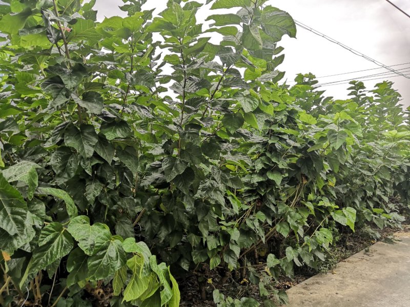 强桑1号桑树苗农桑14号大叶嫁接苗养蚕，养羊，羊牛饲料桑