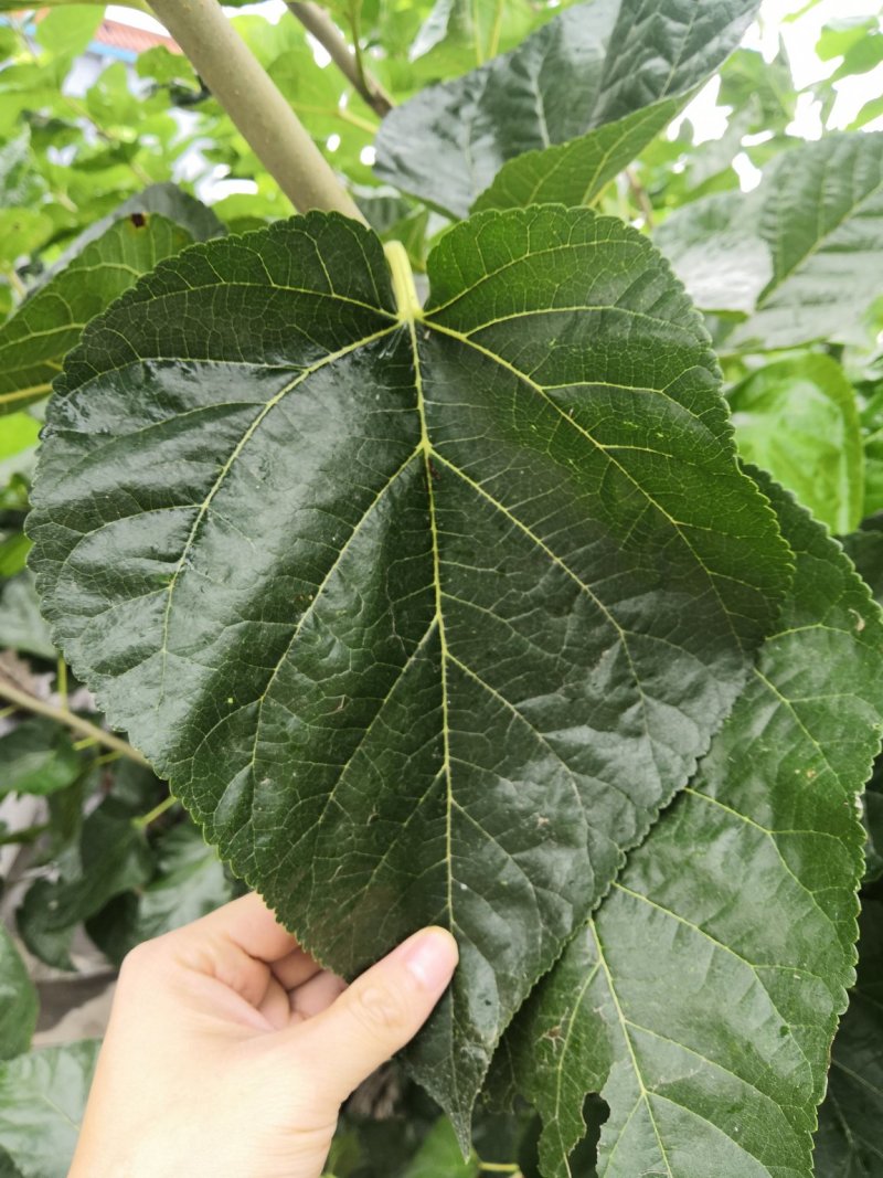 强桑1号桑树苗农桑14号大叶嫁接苗养蚕，养羊，羊牛饲料桑