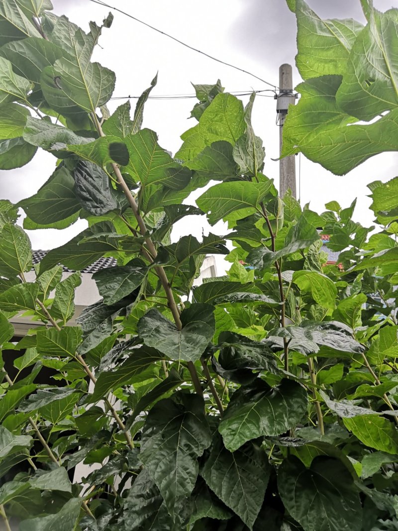 强桑1号桑树苗农桑14号大叶嫁接苗养蚕，养羊，羊牛饲料桑
