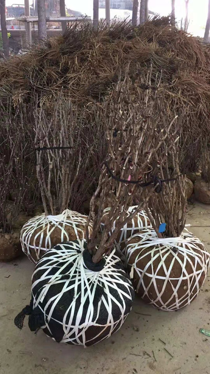 洛阳牡丹，多年生牡丹树