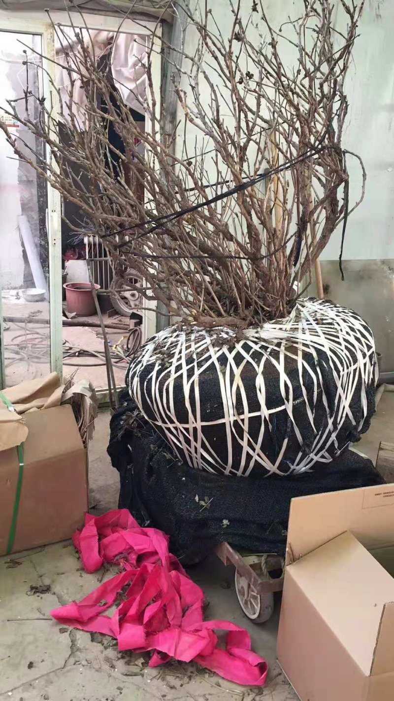 洛阳牡丹，多年生牡丹树