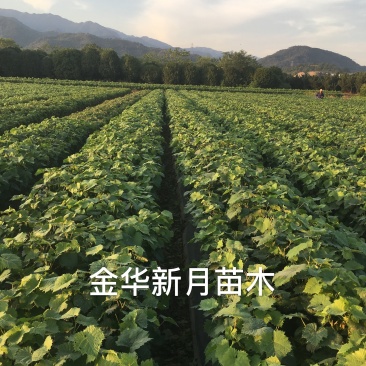 5BB阳光玫瑰苗，5bb阳光玫瑰葡萄苗，纯正,优质