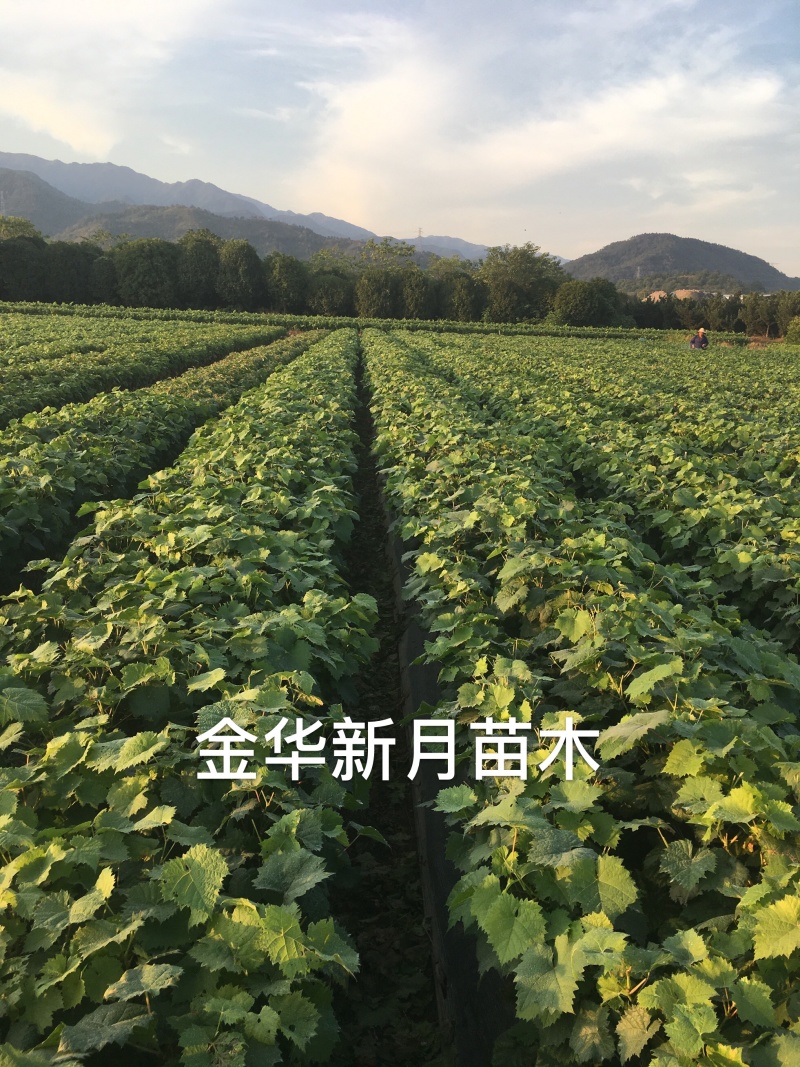 5BB阳光玫瑰苗，5bb阳光玫瑰葡萄苗，纯正,优质