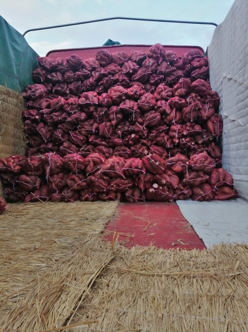 商薯19牛奶红薯打粉加工厂大量供应产地货源基地直供