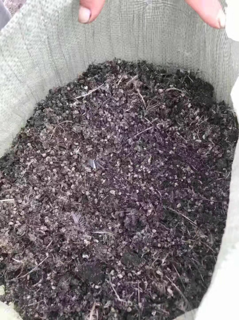 鹌鹑粪