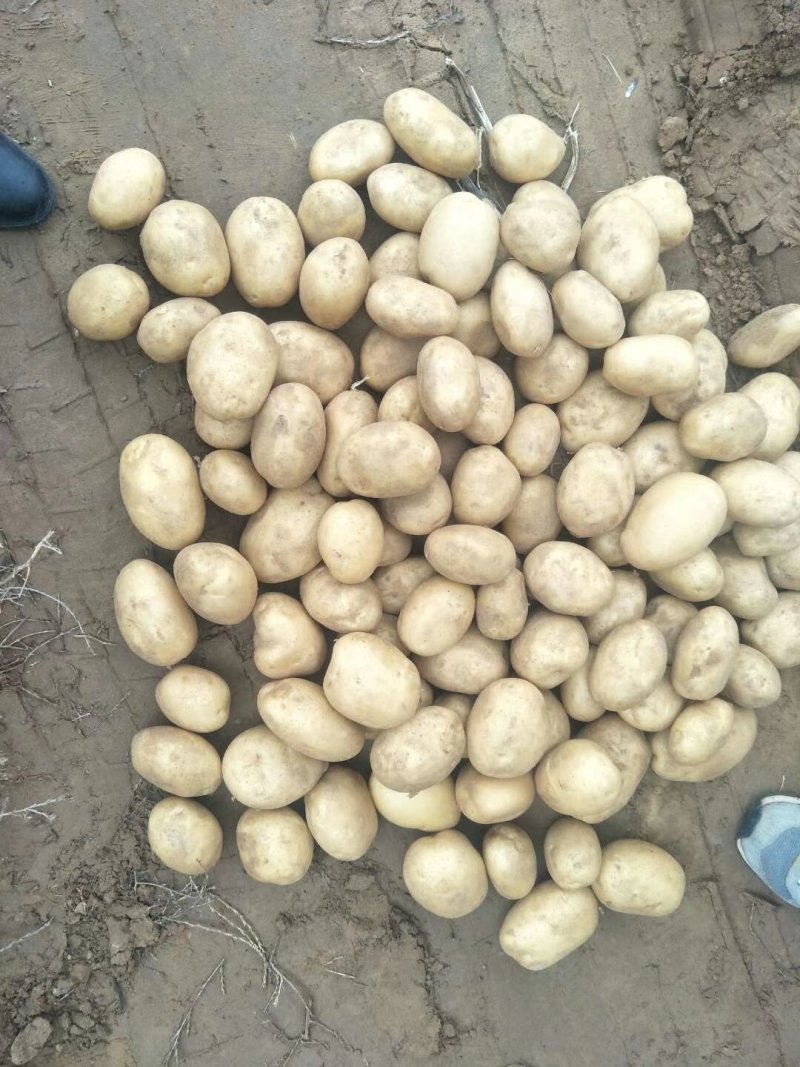 丽薯土豆产地直销支持视频看货可打冷量大优惠，欢迎选购