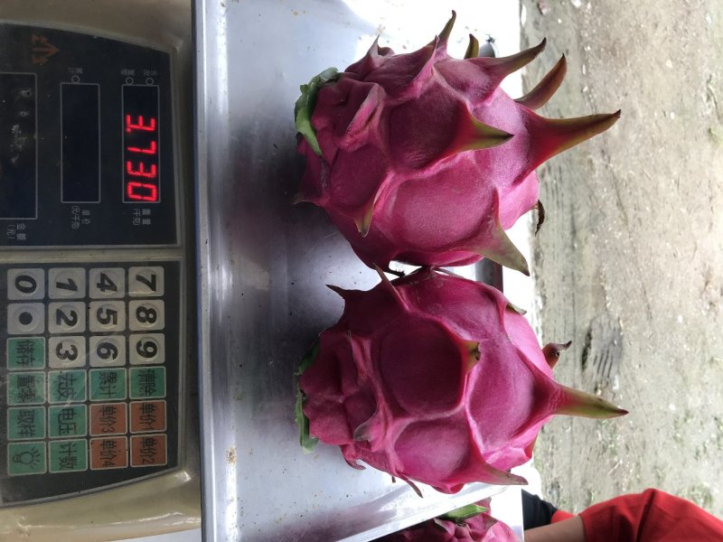 红心火龙果苗台湾软枝大红苗金都一号自花授粉不用人工授粉