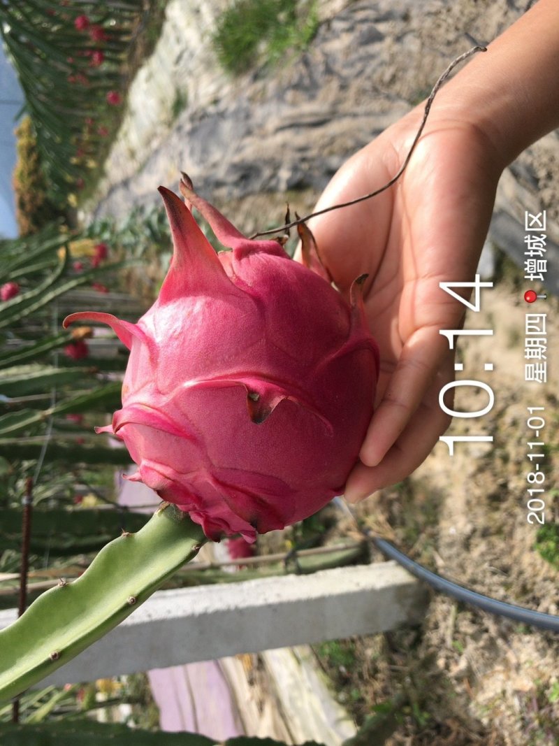 红心火龙果苗台湾软枝大红苗金都一号自花授粉不用人工授粉