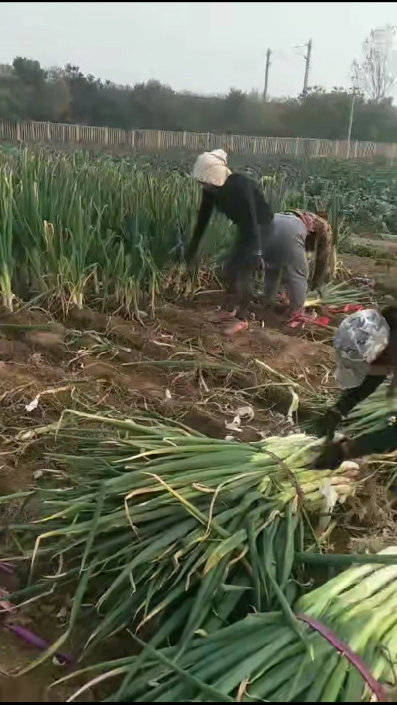 佳禄大葱