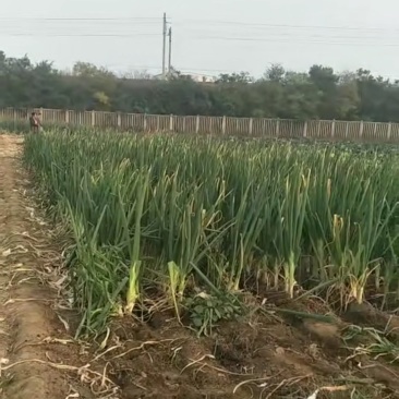佳禄大葱
