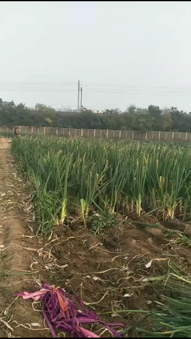 佳禄大葱