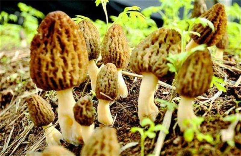 羊肚菌菌种