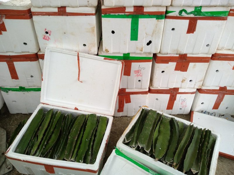 红心火龙果苗台湾软枝大红苗金都一号自花授粉不用人工授粉
