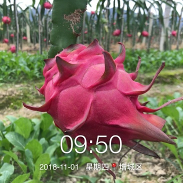 红心火龙果苗台湾软枝大红苗金都一号自花授粉不用人工授粉