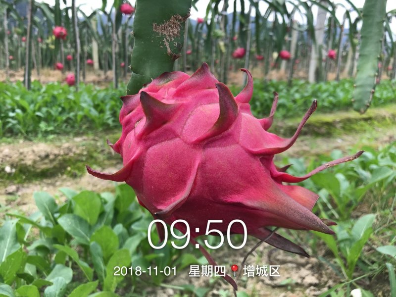 红心火龙果苗台湾软枝大红苗金都一号自花授粉不用人工授粉